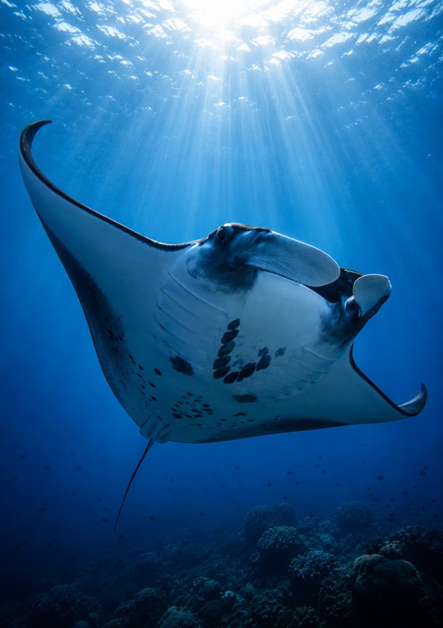 A manta ray feeding in blue water with sunbeams behind it