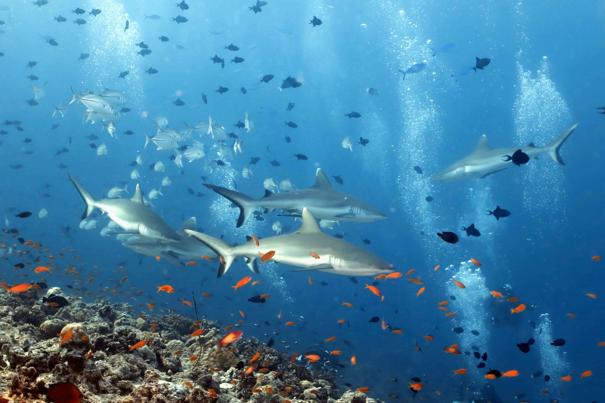 Reef sharks cruising over a coral reef crowded with orange anthias