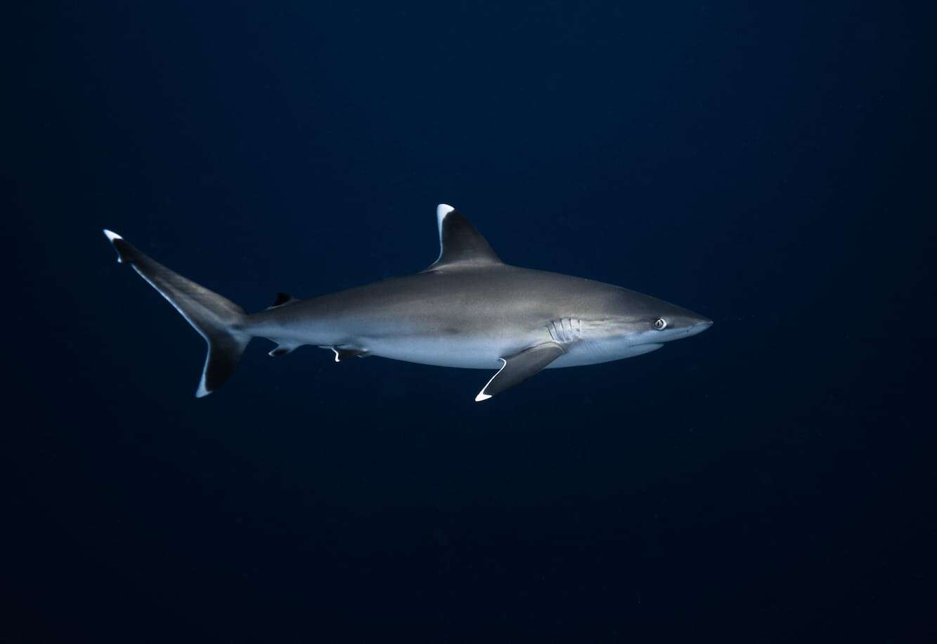 A single blacktip reef shark in dark water
