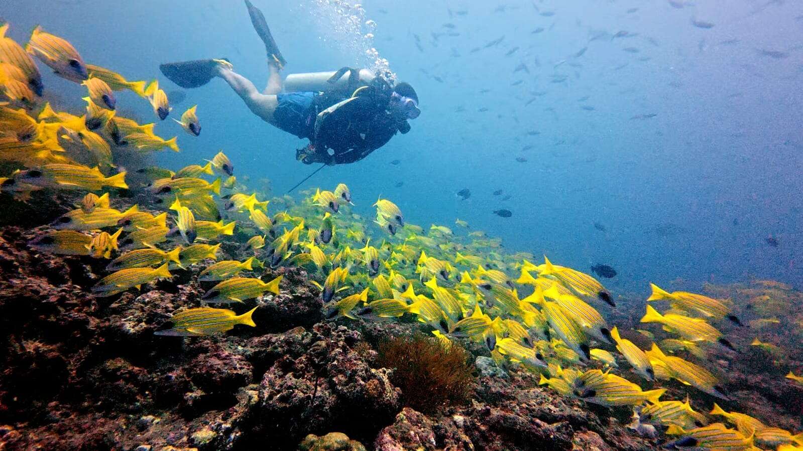 A diver swimming over a reef crowded with yellow snapper