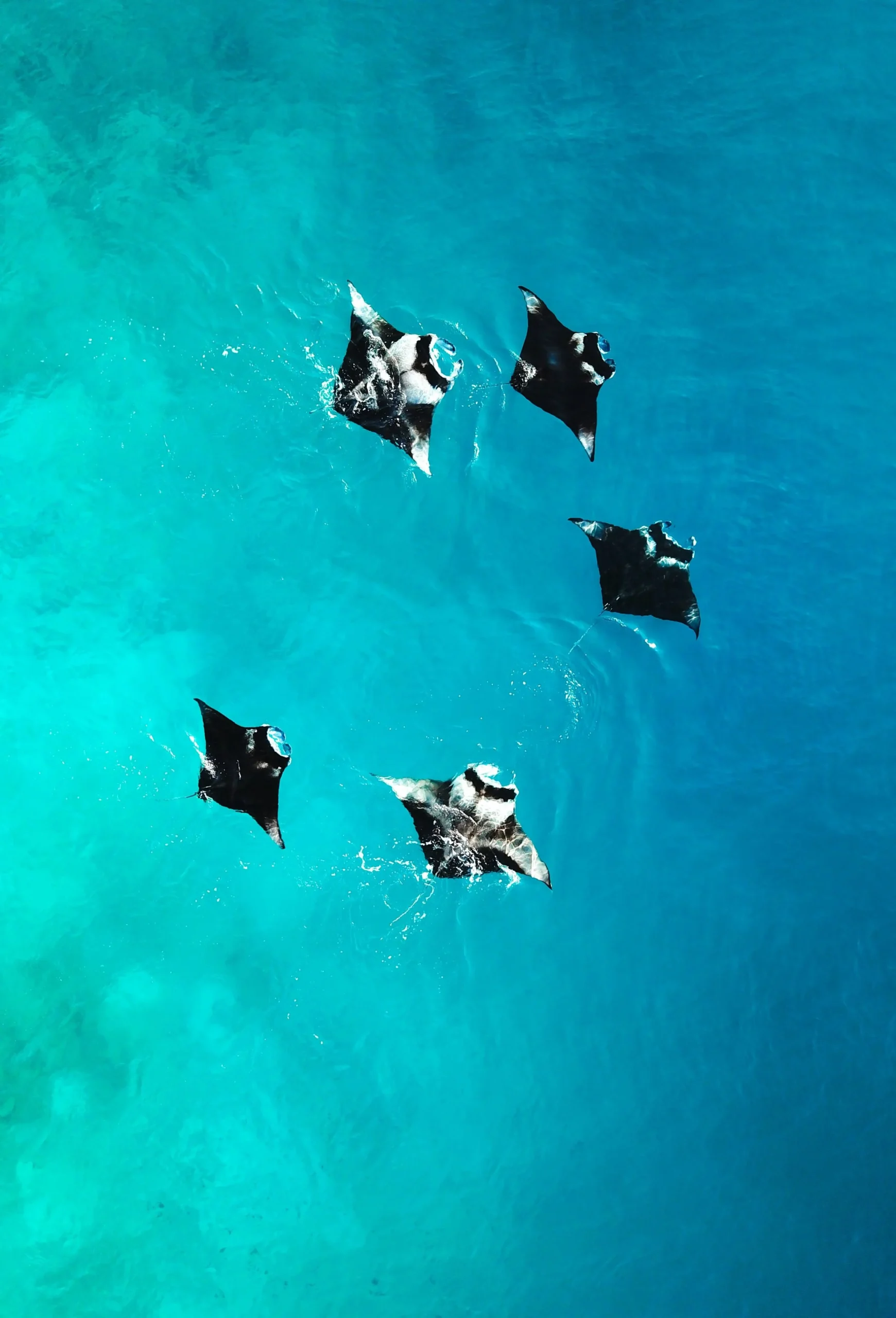 Three manta rays gliding over a turquoise sandy shallow