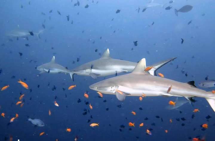 A reef shark passing through orange anthias above the reef