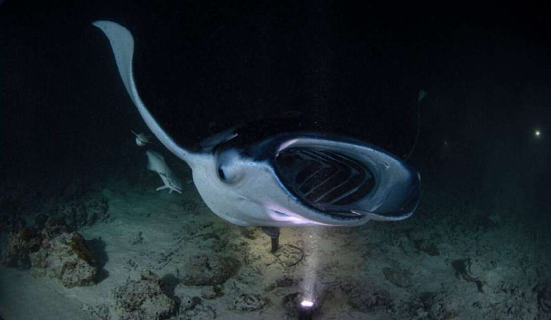 A manta ray passing above divers on a night dive
