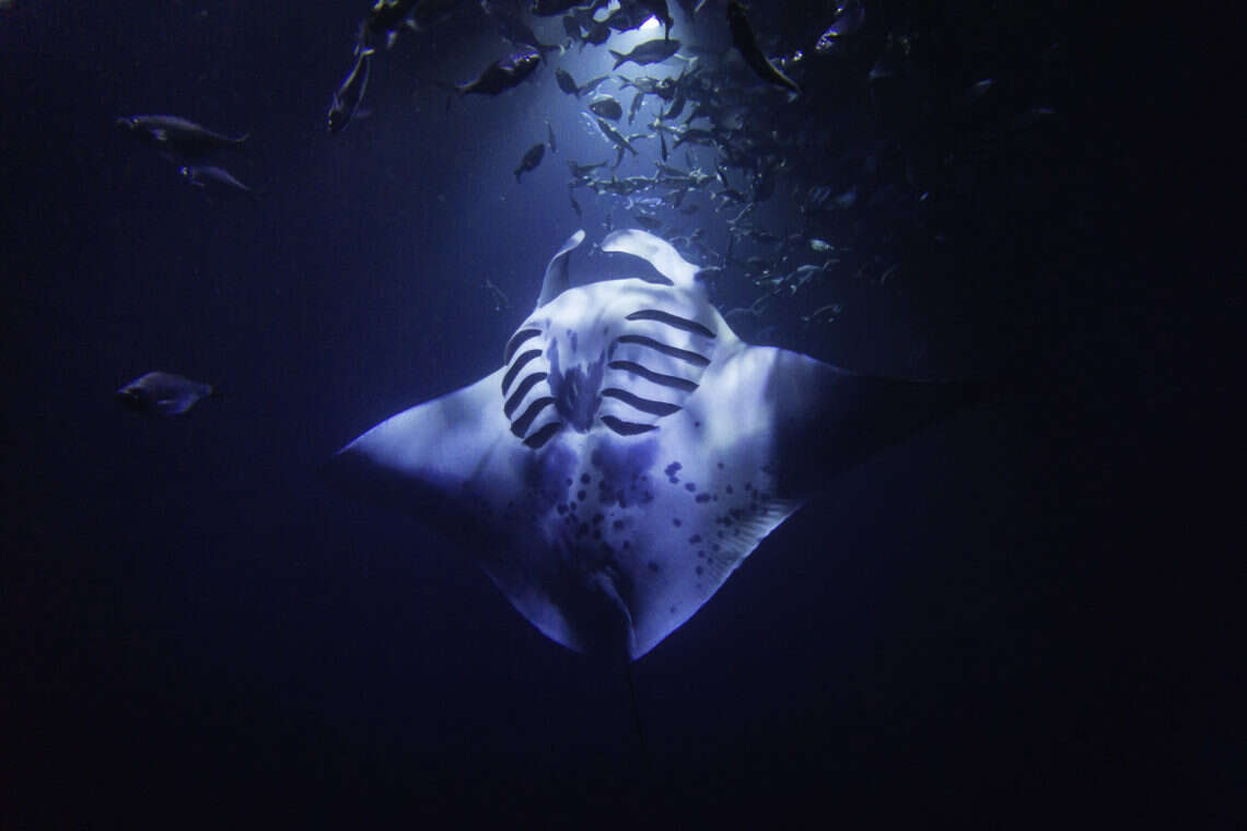 A manta ray silhouetted against dark water on a night dive