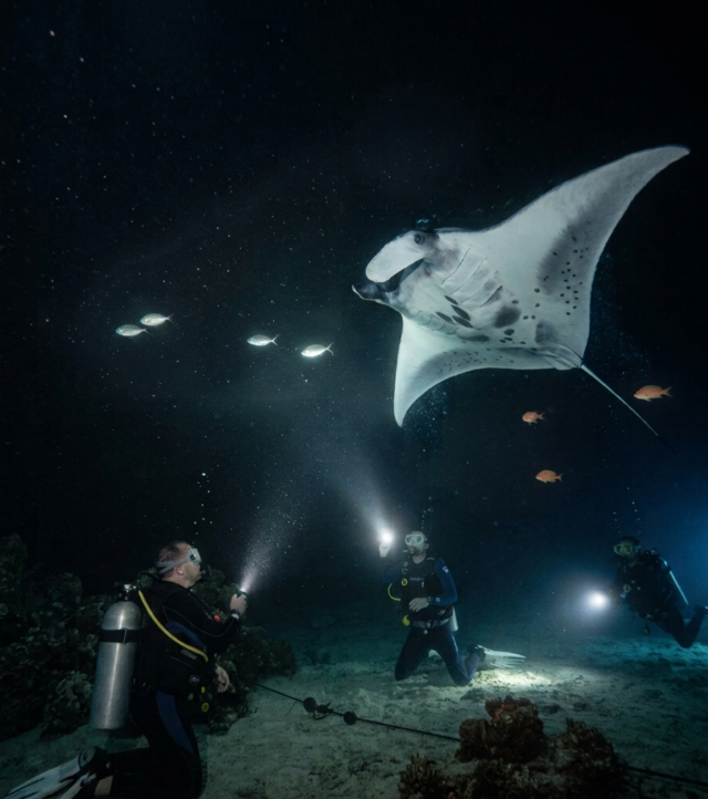 Divers with torches watching a manta ray on a night dive