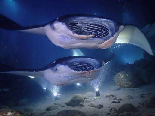 Two manta rays feeding close to the camera, mouths open