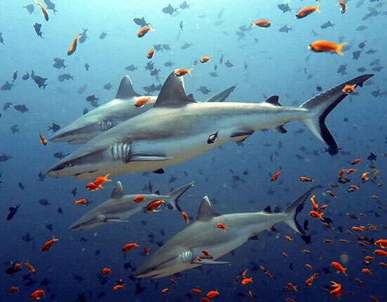 Two reef sharks swimming through a cloud of orange anthias