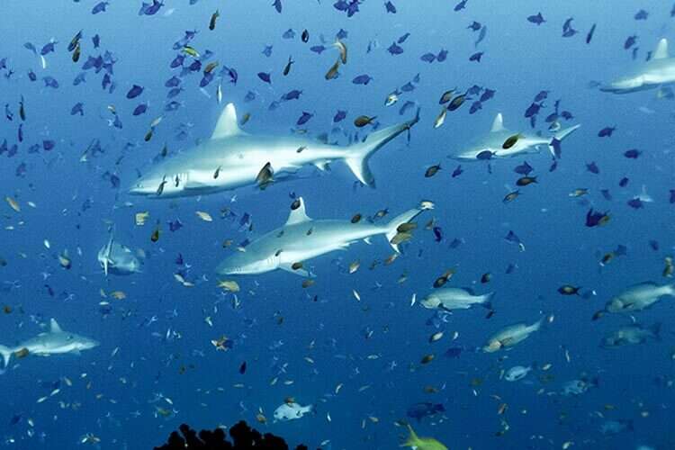 A group of grey reef sharks gathering in open blue water